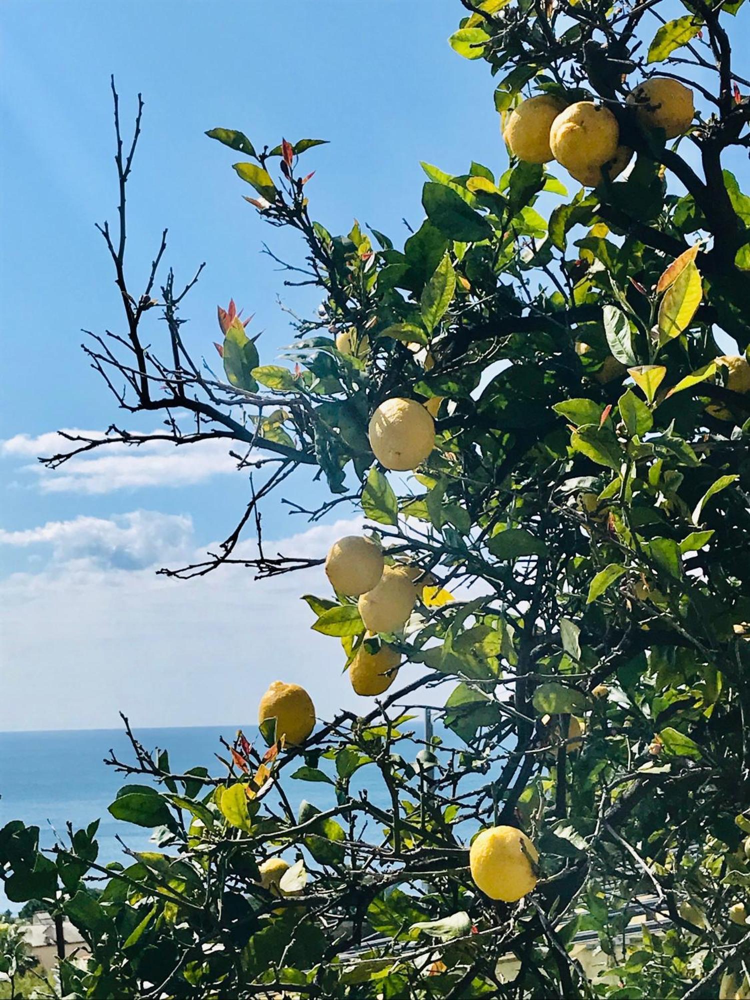 Cav Gli Ulivi Di Bogliasco Villa Kültér fotó